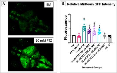 Neural Activity Correlates With Behavior Effects of Anti-Seizure Drugs Efficacy Using the Zebrafish Pentylenetetrazol Seizure Model